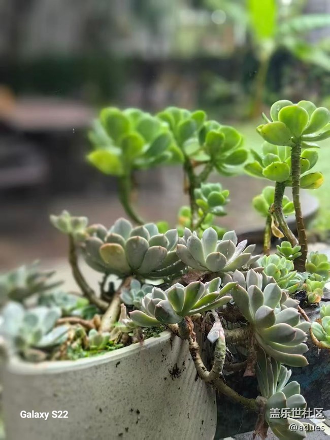 【鵬城尋冬記】午后時光