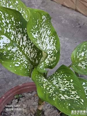 【色彩對(duì)話】廣東秋色