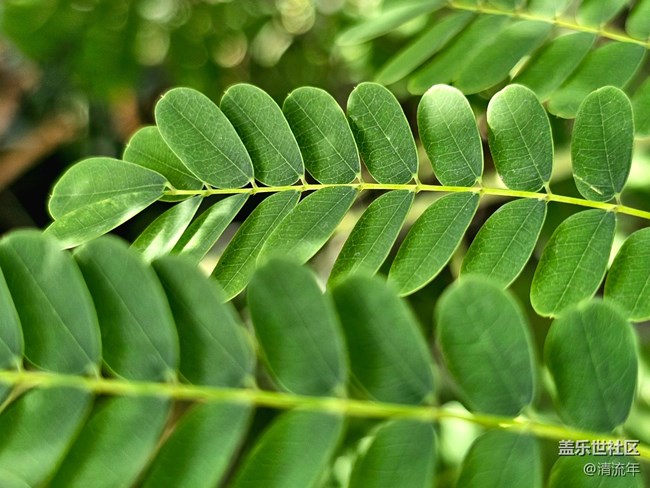 【Galaxy影像】#用微距，拉近距離