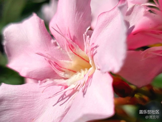 【Galaxy影像】#用微距，拉近距離