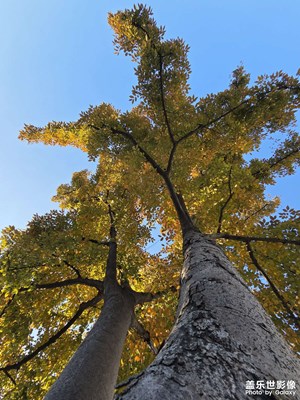 橙黃橘綠時(shí)