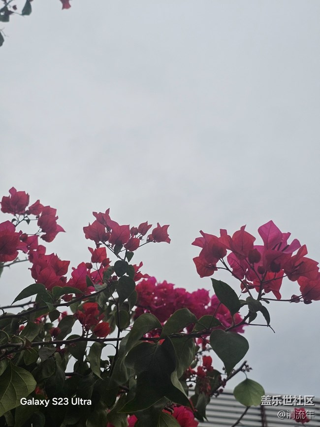 【鵬城尋冬記】11月