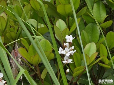 【色彩對話】小花朵