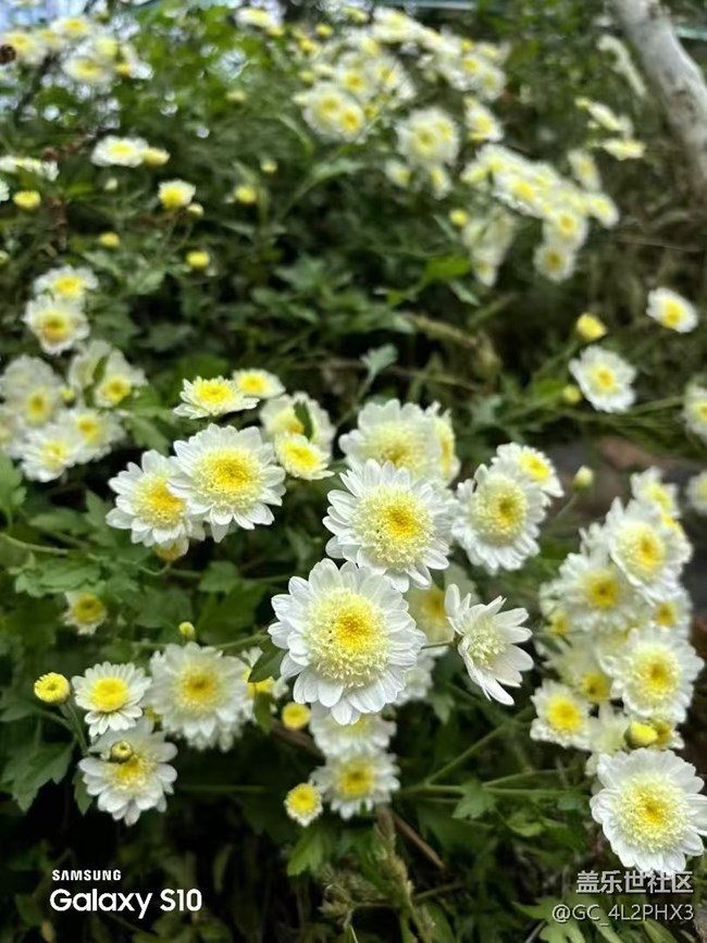 【鵬城尋冬記】初冬隨拍