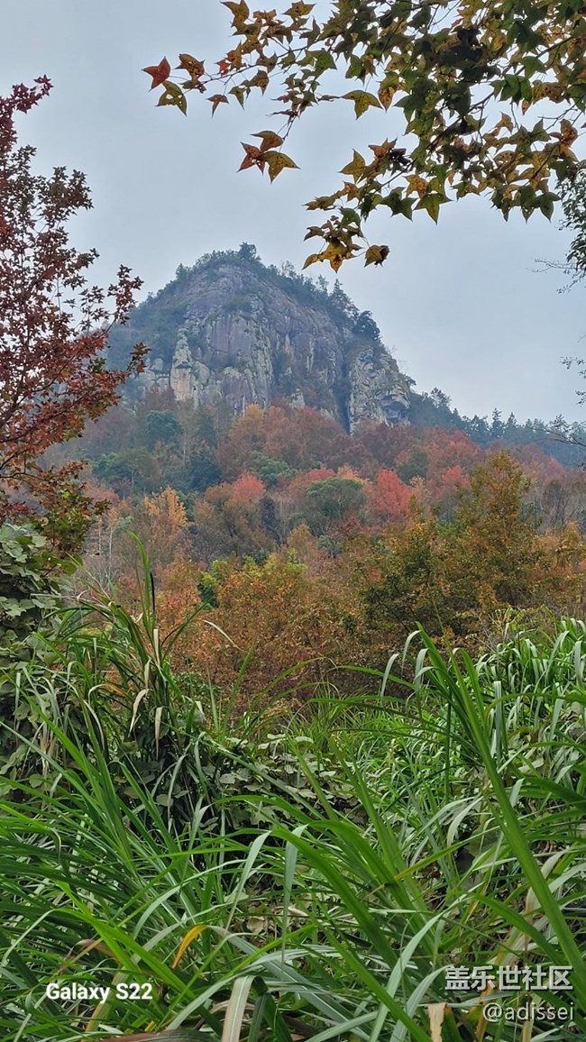【鵬城尋冬記】楓葉紅