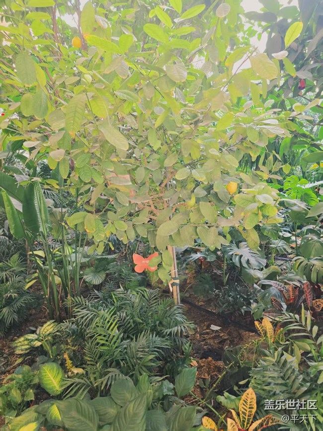 【葉落成詩】冬天也有春意