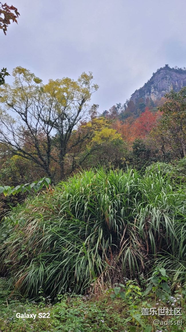 【鵬城尋冬記】楓葉紅