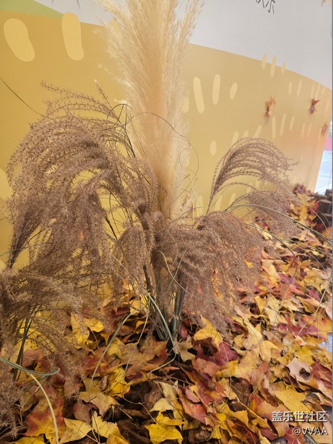 【葉落成詩】紅葉松果