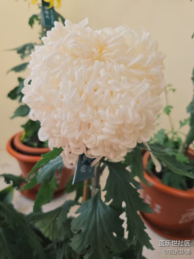 【葉落成詩】賞菊憶秋