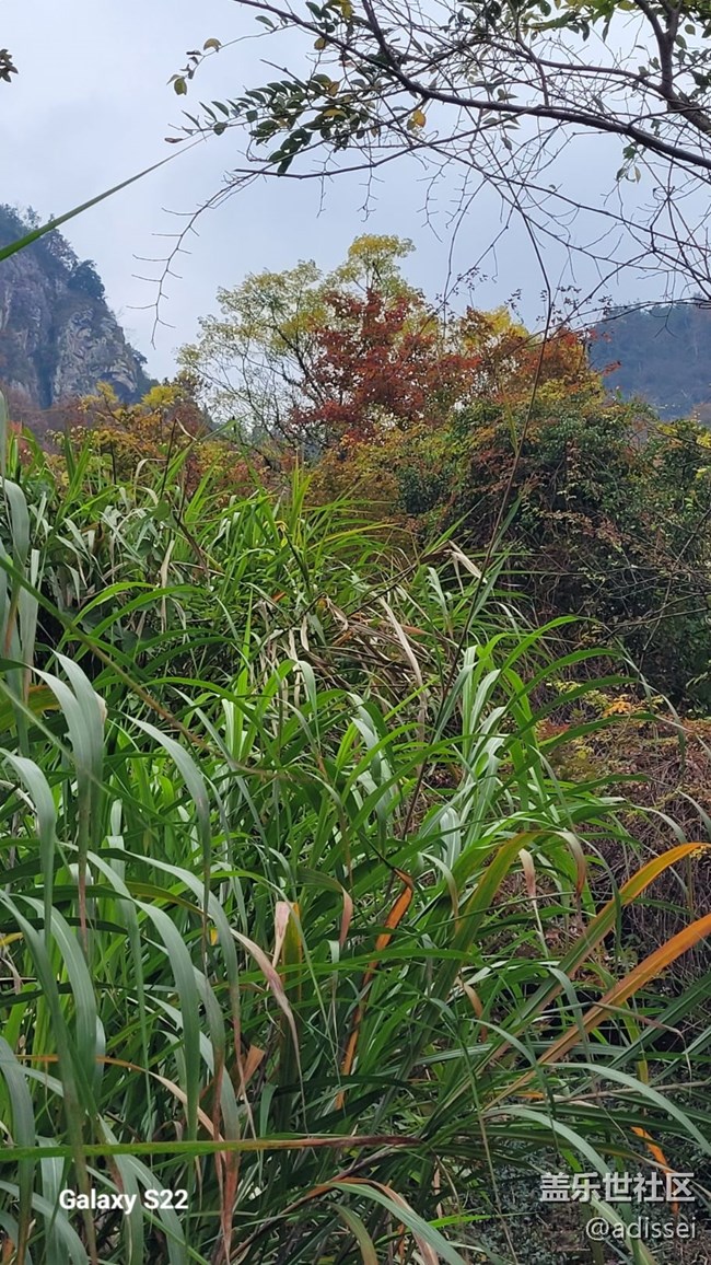 【鵬城尋冬記】楓葉紅