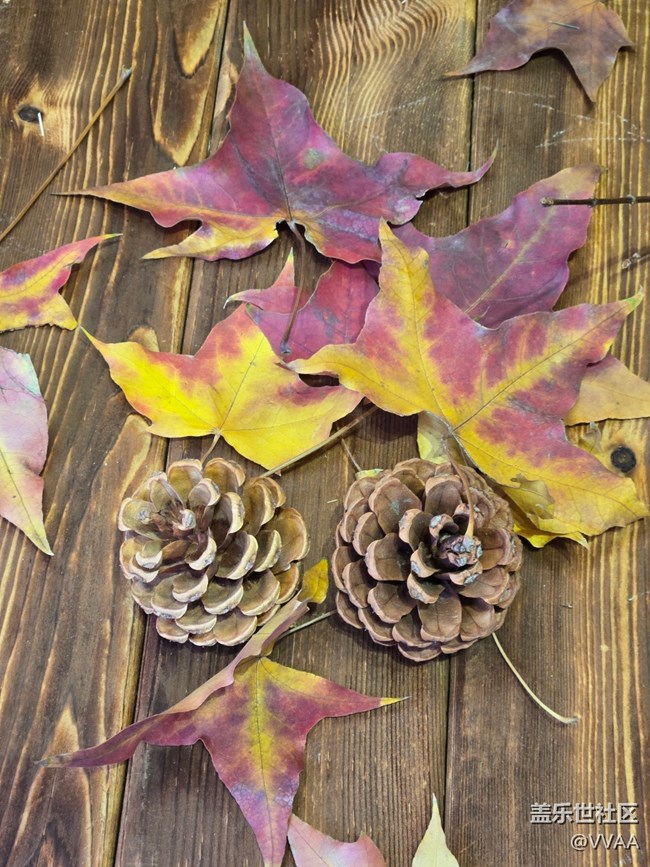 【葉落成詩】紅葉松果