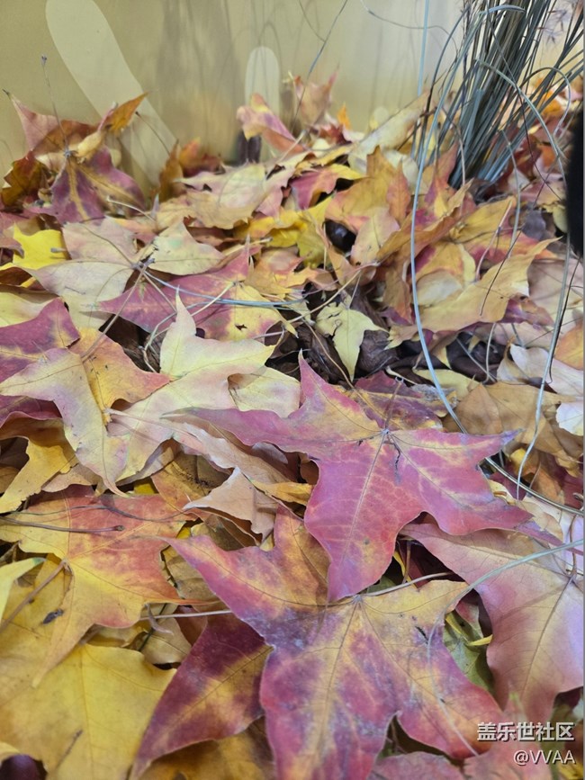 【葉落成詩】紅葉松果