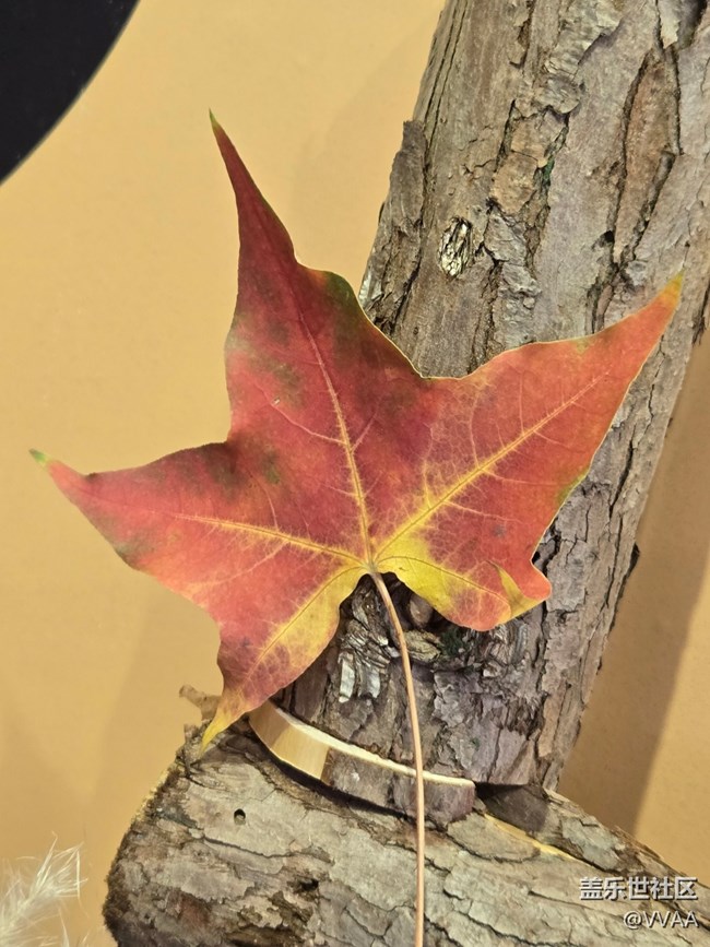 【葉落成詩】紅葉松果