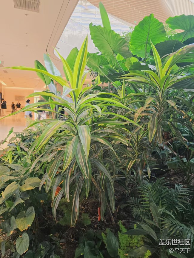 【葉落成詩】冬天也有春意