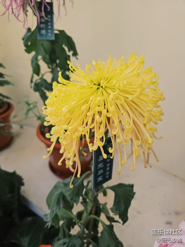 【葉落成詩】賞菊憶秋