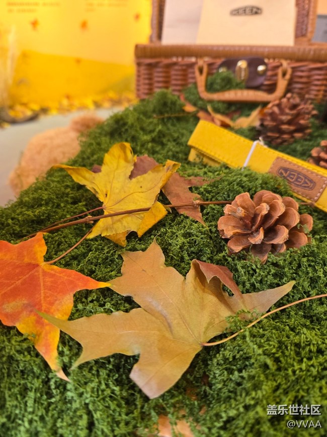 【葉落成詩】紅葉松果