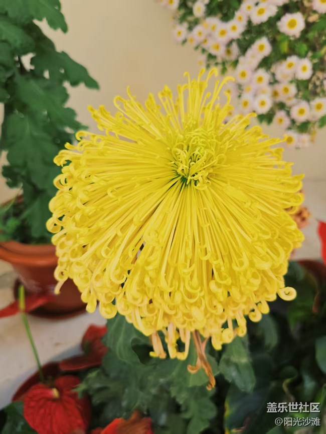 【葉落成詩】賞菊憶秋