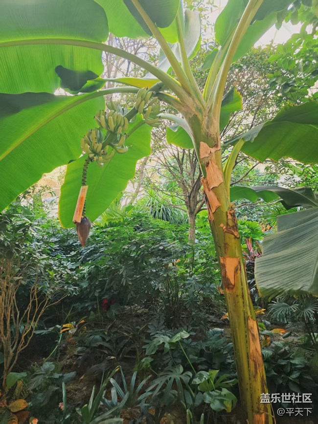 【葉落成詩】冬天也有春意