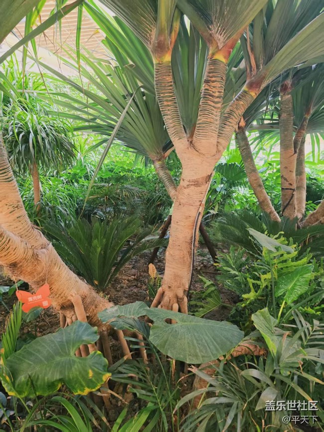 【葉落成詩】冬天也有春意