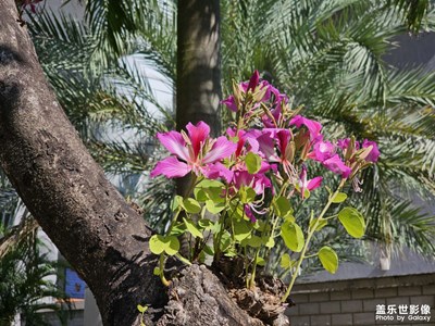 【拍有意境】冬日下的紫荊花