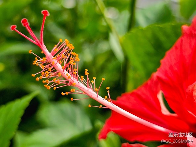 【Galaxy影像】#用微距，拉近距離