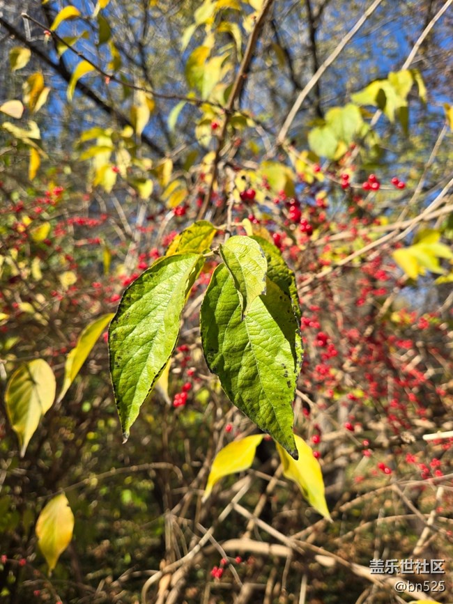 【Galaxy影像】#用微距，拉近距離