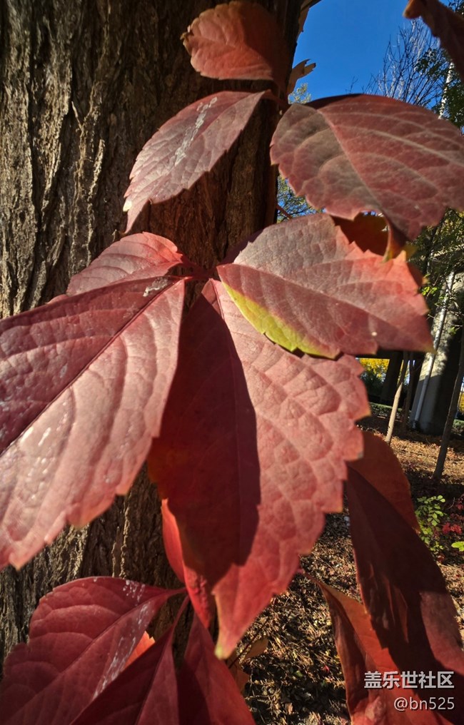 【Galaxy影像】#用微距，拉近距離