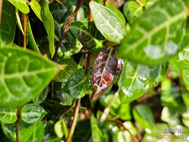 【Galaxy影像】#用微距，拉近距離