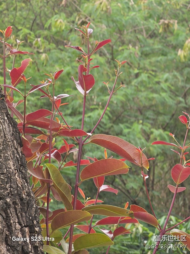 【鵬城尋冬記】路上風(fēng)景
