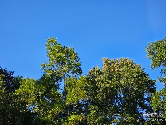 【葉落成詩(shī)】樹梢顏色