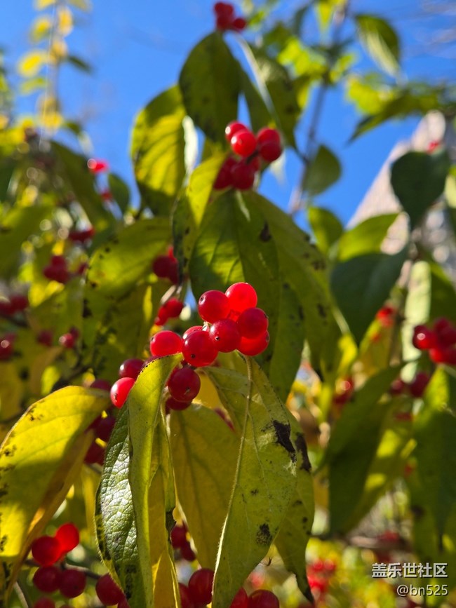 【Galaxy影像】#用微距，拉近距離