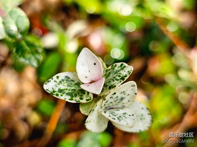 【Galaxy影像】#用微距，拉近距離