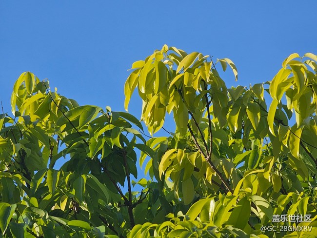 【葉落成詩(shī)】樹梢顏色