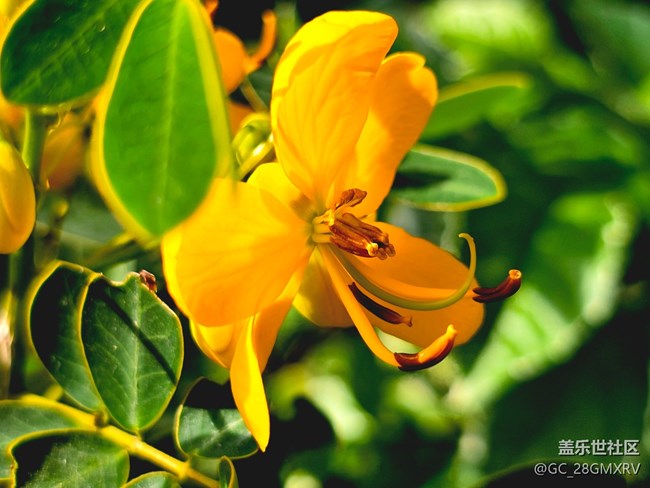 【Galaxy影像】#用微距，拉近距離