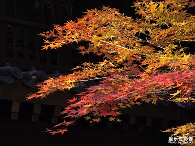 【拍有意境】楓