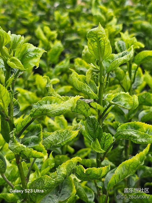 【鵬城尋冬記】路上風(fēng)景