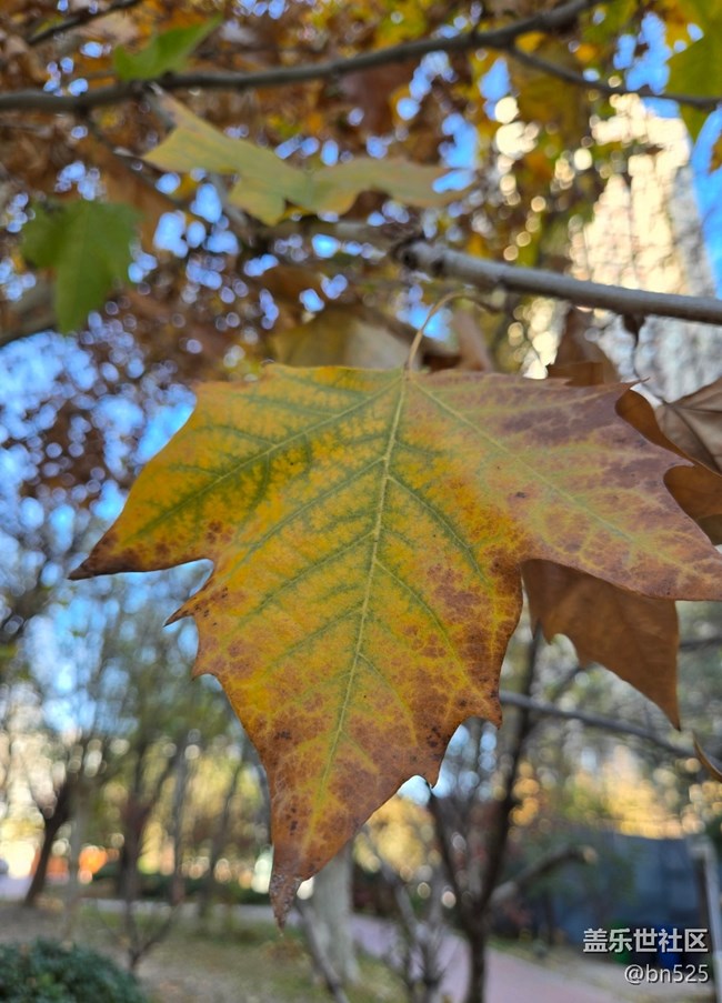【Galaxy影像】#用微距，拉近距離