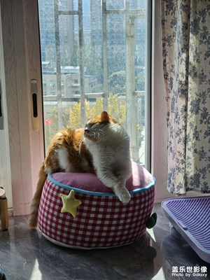 【拍有意境】+曬太陽小貓