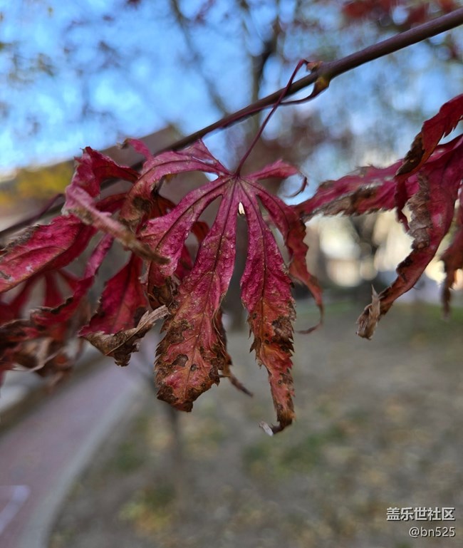 【Galaxy影像】#用微距，拉近距離