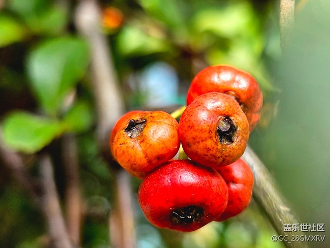 【Galaxy影像】#用微距，拉近距離