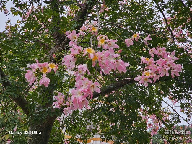 【鵬城尋冬記】11月的時(shí)光