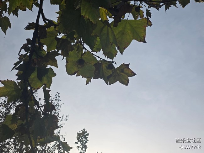 【葉落成詩】月末的清晨