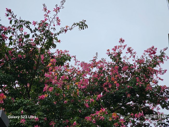 【鵬城尋冬記】尋冬