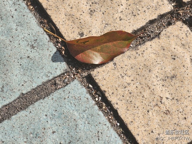 【葉落成詩】11月的溫度