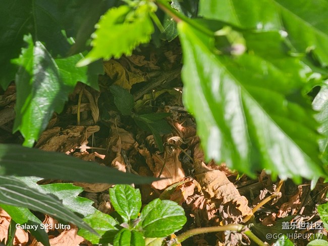 【葉落成詩】11月的溫度