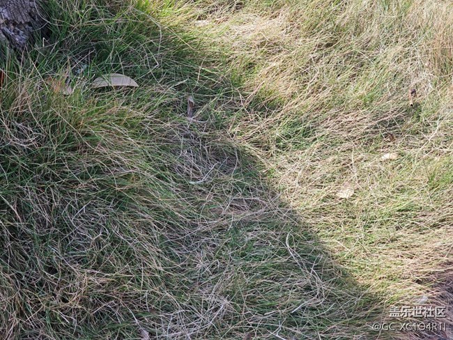 【葉落成詩】好天氣