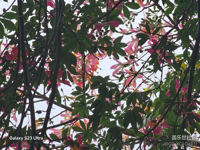 【鵬城尋冬記】尋冬