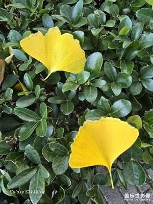 公園秋色-石家莊