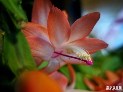 【拍有意境】+冬日里最溫柔的詩篇