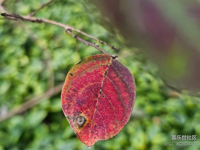 【葉落成詩】好天氣